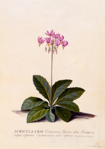 Aricula Ursi流星，约1744年手绘版画。 作者 “乔治·狄奥尼修斯·埃雷特