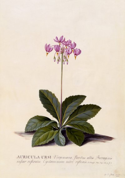 Aricula ursi，Shooting Star，c.1744（手工彩色雕刻） 作者 格奥尔格·狄奥尼修斯·埃雷特