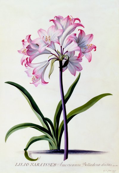 Lilio Narcissus，约1744年手绘版画。 作者 “乔治·狄奥尼修斯·埃雷特