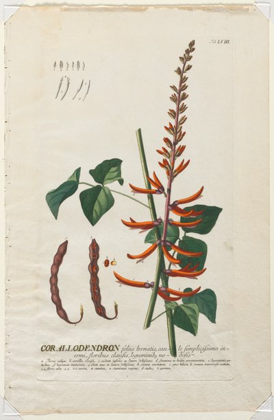 选择植物：否58  -  Corallodendron。 作者 格奥尔格·狄奥尼修斯·埃雷特