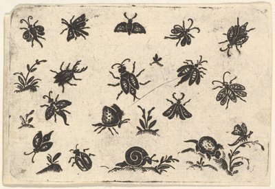昆虫和植物的小图案，1596年。 作者 乔治·赫尔曼