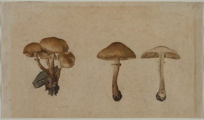 蘑菇 作者 乔治·威廉·鲍恩费因德