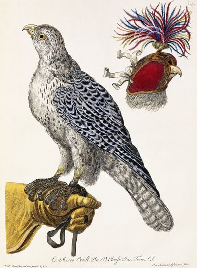 猎鹰，板3，从“自然喜悦：选择”，1771 作者 乔治·沃尔夫冈·克诺尔