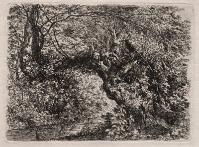 溪边老柳 作者 Georg von Dillis