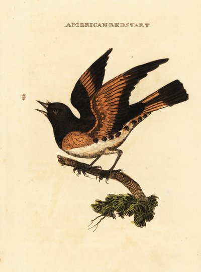 American redstart, Setophaga ruticilla 作者 乔治（后）爱德华兹