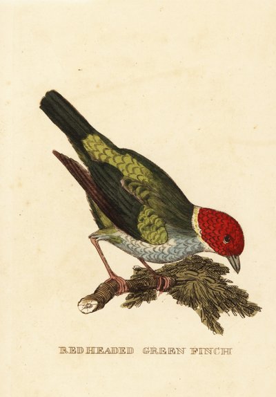 Bay-headed tanager, Tangara gyrola 作者 乔治（后）爱德华兹
