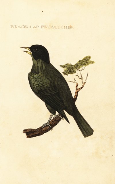 黑头鹎，Pycnonotus melanicterus 作者 乔治（后）爱德华兹