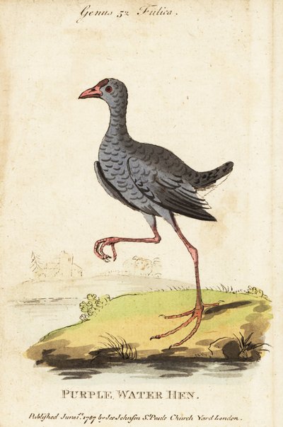 Grey-headed swamphen, Porphyrio poliocephalus 作者 乔治（后）爱德华兹