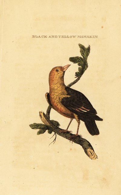 Orange-headed manakin, Pipra aureola 作者 乔治（后）爱德华兹