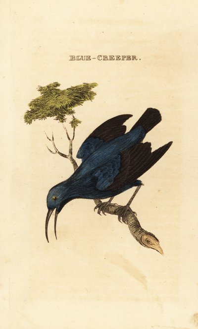 紫色蜜鸟，Cyanerpes caeruleus 作者 乔治（后）爱德华兹