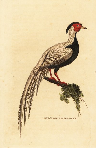 Silver pheasant, Lophura nycthemera 作者 乔治（后）爱德华兹