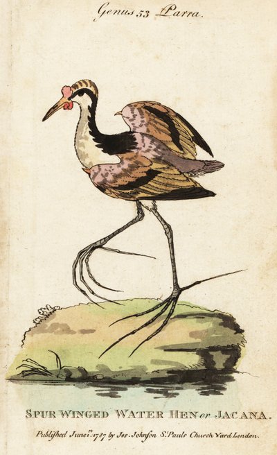 金合欢树, Jacana jacana 作者 乔治（后）爱德华兹