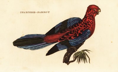绯红玫瑰花, Platycercus elegans 作者 邵逸夫（后）