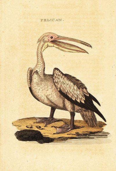 大白鹈鹕，Pelecanus onocrotalus 作者 邵逸夫（后）