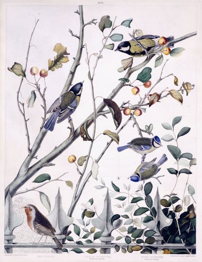 红胸（知更鸟）、大山雀（雄性和雌性）和蓝山雀（雄性和雌性），c.1841（手工上色雕刻） 作者 乔治（后）盾牌