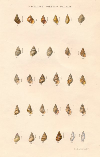 英国炮弹，c1859。 作者 乔治·布雷廷汉姆·索尔比