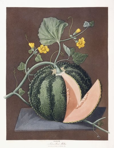 银石瓜，1812年 作者 乔治·布鲁克肖