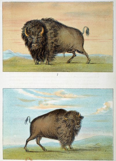 野牛，雄性和雌性，美国。乔治-卡特林（1794-1872）的插图 作者 乔治·卡特琳