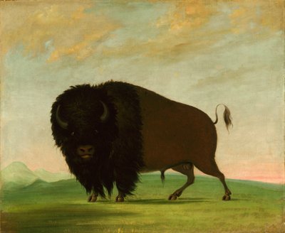 水牛公牛，在草原上放牧，1832-1833。 作者 乔治·卡特琳