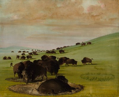 1837-1839年，水牛窝里的水牛。 作者 乔治·卡特琳