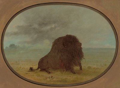 垂死的水牛公牛，1861-869年。 作者 乔治·卡特琳
