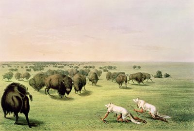 用狼皮伪装的狩猎水牛，1832年 作者 George Catlin