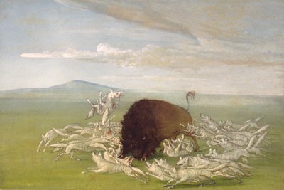 白狼攻击水牛公牛，1832-1833年。 作者 乔治·卡特琳