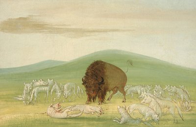 受伤的水牛被白狼围住，1832-1833。 作者 乔治·卡特琳