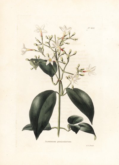 茉莉花（Jasminum paniculatum）--乔治-库克（George Cooke）为英国杂志《Conrad Loddiges Botanical Cabinet》（1738-1826 年）绘制的石版画 作者 乔治·库克