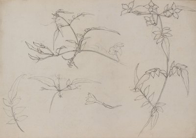 植物绘画 作者 乔治荷兰戴维森