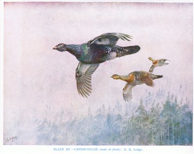 Capercaillie（雄鸟在前），插图选自 Kirkman  Jourdain 的《英国鸟类》。 作者 乔治爱德华旅馆