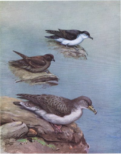 马德拉小海燕、布鲁尔海燕、科里海燕或大西洋海燕（平版） 作者 乔治爱德华旅馆