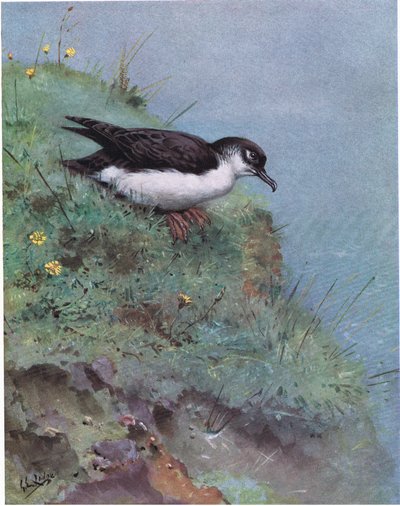 Manx Shearwater（平版） 作者 乔治爱德华旅馆