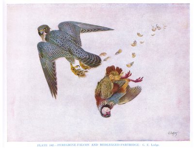 游隼和红腿鹧鸪，插图选自 Kirkman  Jourdain 的《英国鸟类》。 作者 乔治爱德华旅馆