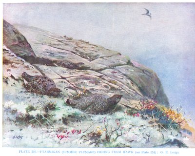 鸻躲避鹰，插图选自 Kirkman  Jourdain 的《英国鸟类》。 作者 乔治爱德华旅馆