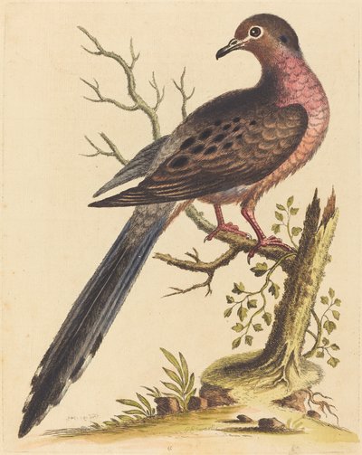 Fedoa Americana pectore ruso, 1740. 作者 乔治·爱德华兹
