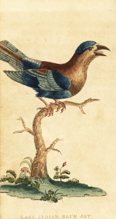 印度辊子，Coracias benghalensis。1800年（雕刻） 作者 乔治·爱德华兹