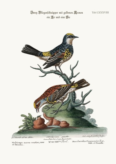 1749-73，金冠鹦鹉，公鸡和母鸡 作者 George Edwards
