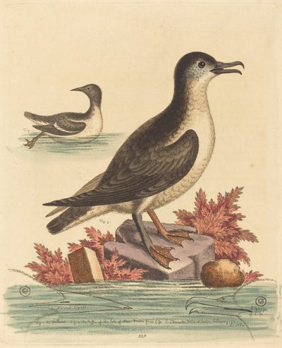 马恩岛的海鸠和海雀，1762年。 作者 乔治·爱德华兹