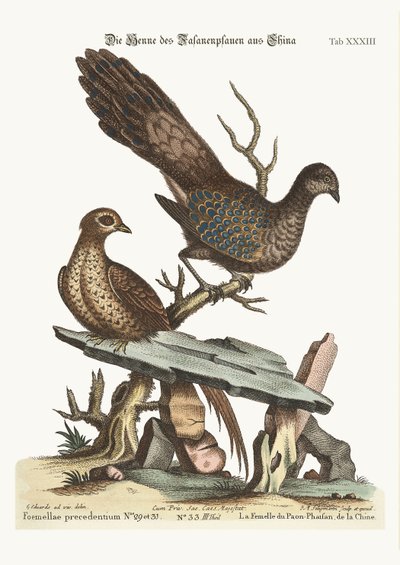 来自中国的母鸡孔雀雉，1749-73 作者 George Edwards