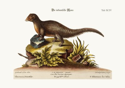 印度的Ichneumon，1749-73 作者 George Edwards