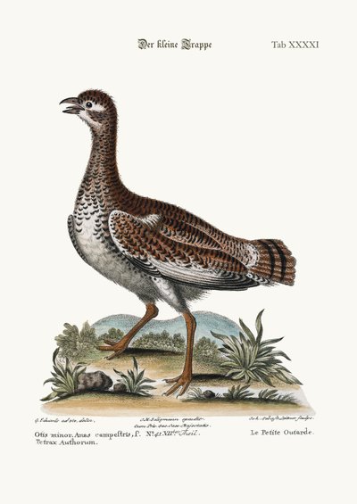 The Little Bustard，1749-73 作者 George Edwards