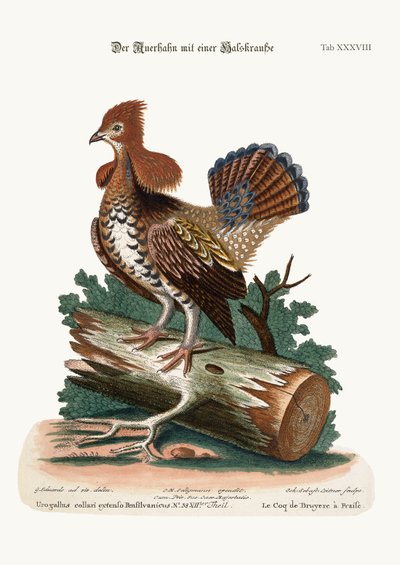 The Ruffed Heath-Cock或Grous，1749-73 作者 George Edwards