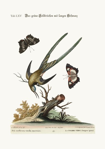 长尾绿色蜂鸟，1749-73 作者 George Edwards