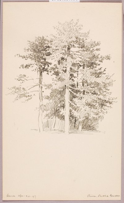 松树，公共花园 作者 乔治·埃尔伯特·布尔