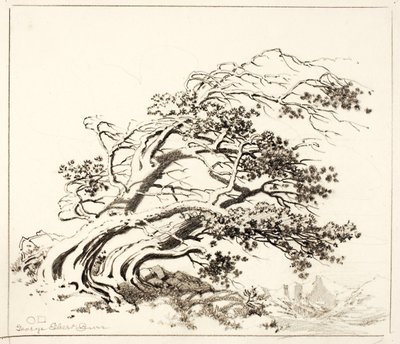 埃斯蒂斯公园风中松树草图 作者 乔治·埃尔伯特·布尔
