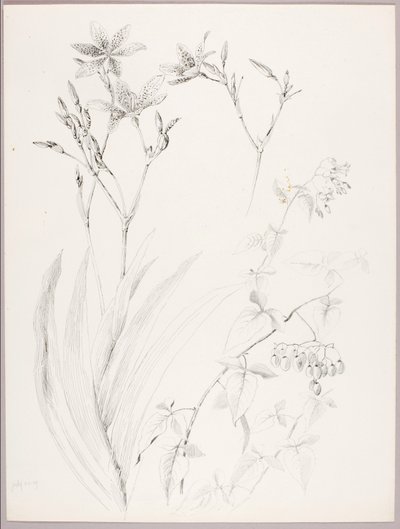无题（植物研究） 作者 乔治·埃尔伯特·布尔