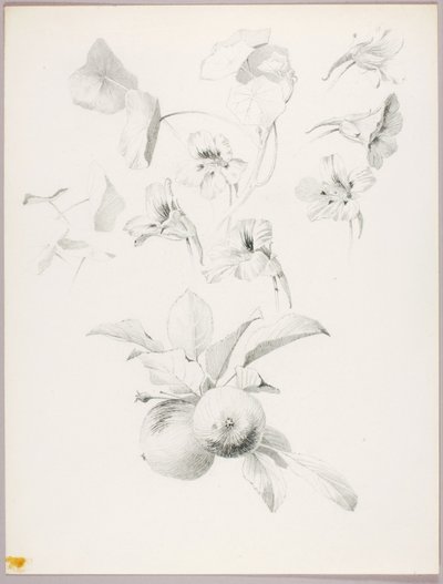 无题（植物研究） 作者 乔治·埃尔伯特·布尔
