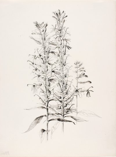 无题（红雀花，Lobelia Cardinalis） 作者 乔治·埃尔伯特·布尔