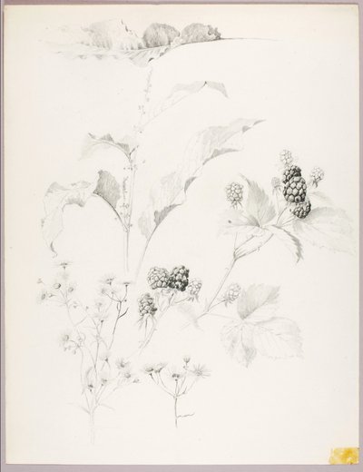 无题（雏菊和黑莓） 作者 乔治·埃尔伯特·布尔